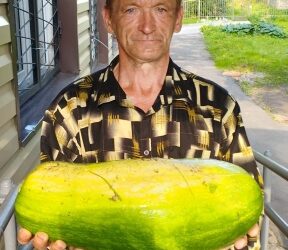 Наш урожай Наш урожай