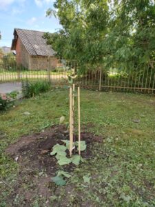Сажаем сад. Продолжение.